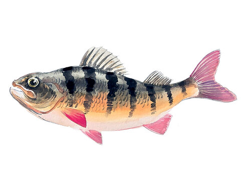 Yellow Perch Watercolor Illustration - Fresh Water Fish Art