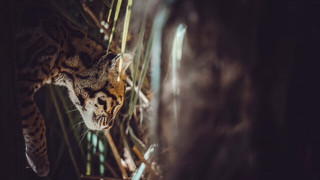 ocelot