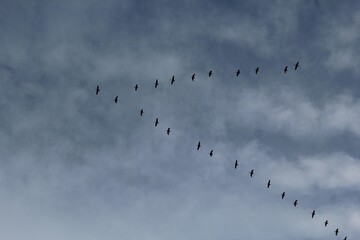 Fototapeta premium Flight, migration of a flock of birds against the background of a gray, blue sky. Geese, ducks or cranes fly away to warmer climes. Autumn, cold gray weather. Organization in nature. V-formation