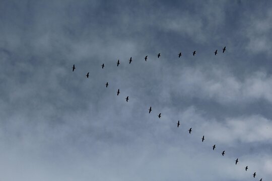 Flight, migration of a flock of birds against the background of a gray, blue sky. Geese, ducks or cranes fly away to warmer climes. Autumn, cold gray weather. Organization in nature. V-formation