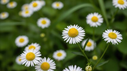 Fototapeta premium Close-up of white and yellow daisies in green grass field