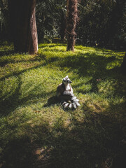 Naklejka premium lemurin herbe