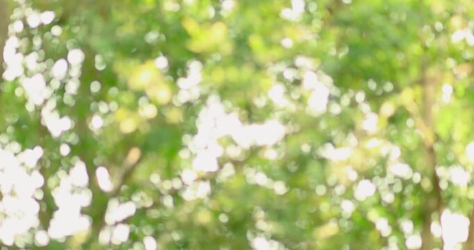 Abstract green nature bokeh background with soft focus and natural light, ideal for eco themes, presentations, wellness, and backdrops
