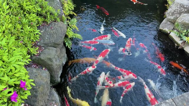 Colorful koi fish swim in a Japanese garden pond during springtime in Tokyo. Colorful scales reflect the April sun as various breeds gather together. Lush green vegetation and natural stones.