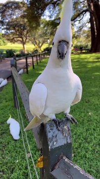 White cockatoo perched on a weathered wooden fence post in a park