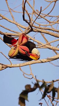 Toucan eating fruit on a tree branch in motion