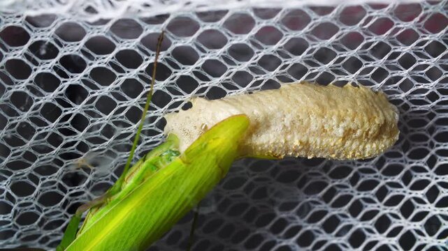 Green praying mantis attaching ootheca to plant stem in macro view, showing textured egg case inside insectarium controlled indoor habitat with soft lighting and detailed reproductive behavior
