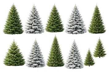 Obraz premium Collection of realistic evergreen fir trees covered with white snow as isolated on transparent background