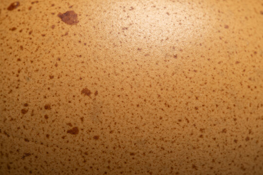 Macro shot of speckled brown chicken eggshell texture,An extreme close-up macro photograph showing the detailed texture and brown speckled patterns on the surface of a chicken eggshell.