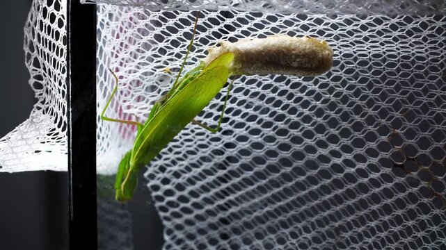 Female insect near egg case. Observation of female mantis near ootheca in terrarium setup. Researcher documents female mantis positioned beside egg case within breathable enclosure setting