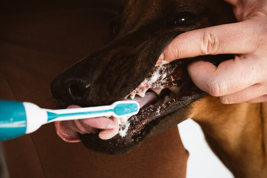 Hundez&auml;hne putzen, Zahnpflege f&uuml;r Hunde. Zahnb&uuml;rste und Zahncreme