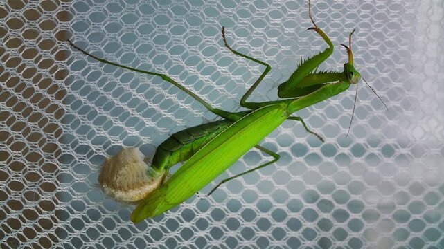 Green mantis laying ootheca on mesh, vivid closeup showing textured egg case attached beneath abdomen, slender raptorial forelegs gripping enclosure net, translucent wings folded, bright lime
