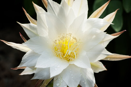 Large white queen of night cactus Epiphyllum oxypetalum flower opens at night