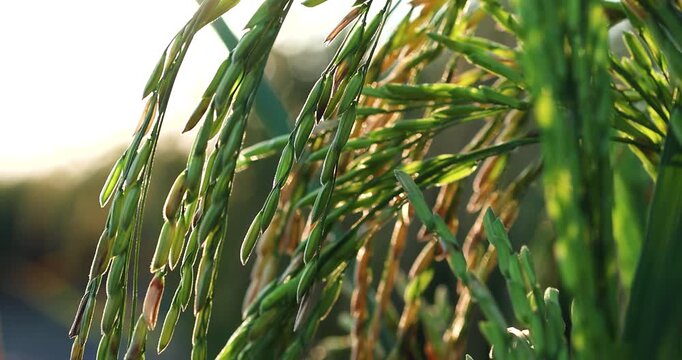 Green rice ears swaying in golden sunset light in a paddy field, close-up. capturing natural beauty, agriculture, growth, and peaceful rural life in Asia