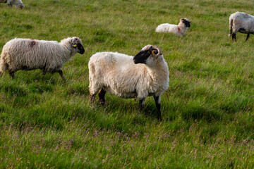 Naklejka premium Animal husbandry. A large flock of sheep in a pasture. The Southern Carpathians, Romania