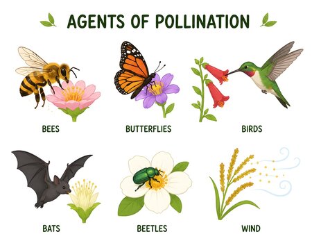 Simple Botanical Illustration of Plant Pollination Mechanism