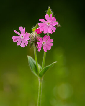 Cluster of pink red campion Silene dioica flowers shines in spring meadow