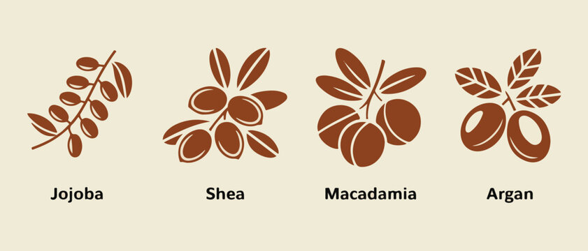Organic cosmetic ingredients label set featuring jojoba shea macadamia and argan oil seeds on light beige background for beauty.
