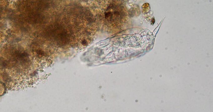 Microscopic rotifer organism feeding on detritus