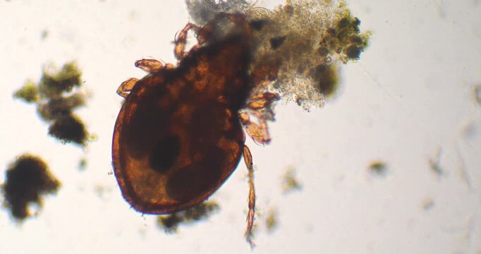 Microscopic soil mite eating organic matter
