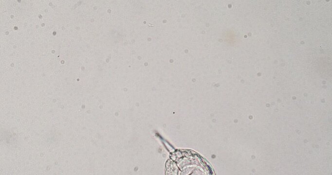 Microscopic rotifer swimming in a water droplet