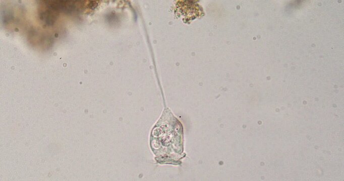 Vorticella protozoan extending and retracting stalk