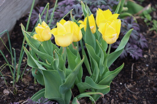 Tulips (Tulipa) are a genus of spring-blooming perennial herbaceous bulbiferous geophytes (having bulbs as storage organs). 