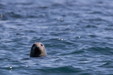 Obraz premium Grey Atlantic seal bobbing in the water at the Western Isle, Isles of Scilly, UK.