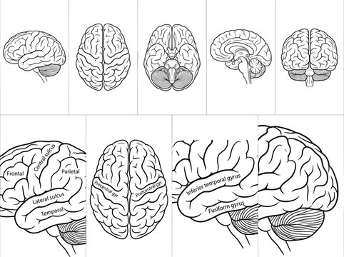 Detailed anatomical vector illustration of human brain showing labeled lobes, gyri, and sulci from multiple scientific views