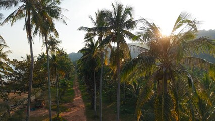 Fototapeta premium Tropical palm trees along a dirt path leading to a secluded beach, sun shining
