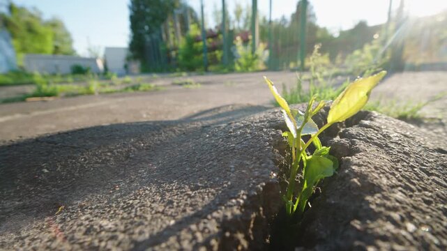 Green Plant Sprout Growing Through Cracked Asphalt Close Up Slow Motion Push In Shot | Nature Reclaim Urban Surface | Resilience Hope Concept Sunset Sunlight Flare Wide Angle