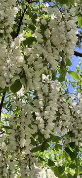 Acacia flowers in spring