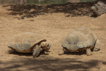 Obraz premium Two Giant Tortoises Approaching Each Other on Dusty Ground in Arid Wildlife Habitat