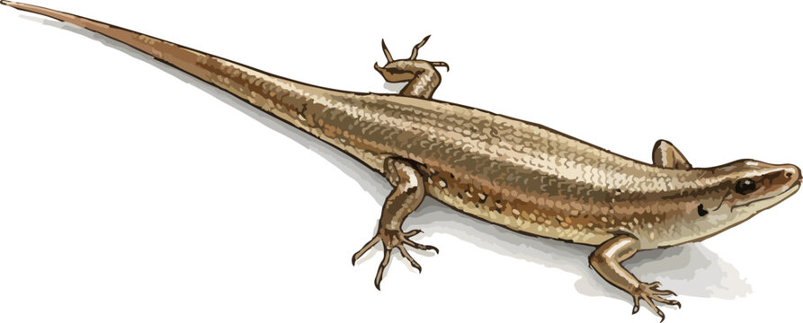 Eutropis multifasciata illustration art