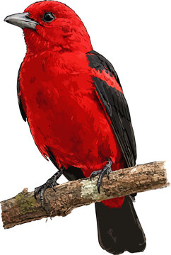 Piranga olivacea illustration art