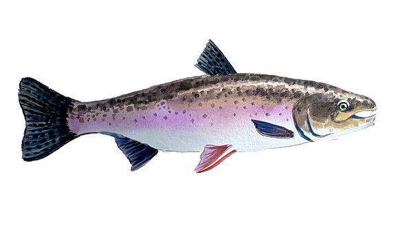 Rainbow Trout Watercolor Illustration - Freshwater Game Fish Art
