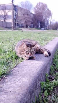 A brown tabby cat lies comfortably on a concrete curb surrounded by lush green grass in a city park setting. Concept of stray animal life, urban wildlife, and domestic pets outdoors.