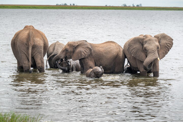 African Elephants playing in Chobe River © Tony Campbell