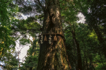 Fototapeta premium Mount Takao Sacred Octopus Tree Hachioji city Tokyo.