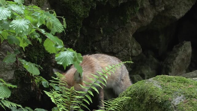 red fox, Vulpes vulpes, volpe rossa, wildlife in nature, alpine forest animal, cinematic wildlife, full HD footage