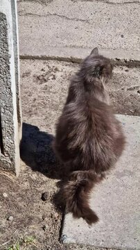 A fluffy long-haired gray cat sits with its back to the camera on a concrete path during a sunny day. Concept of pet companion, animal behavior, solitude, and domestic outdoor life.