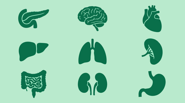 Collection of stylized human internal organs icons for medical concepts