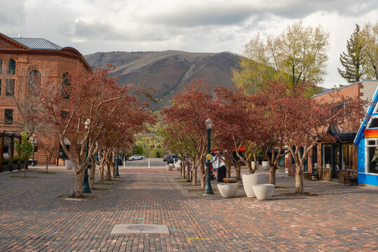 Aspen in the spring. 