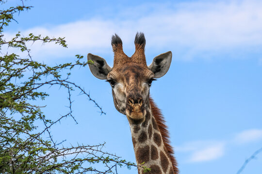 Giraffe im Mabalingwe Nationalpark in S&uuml;dafrika