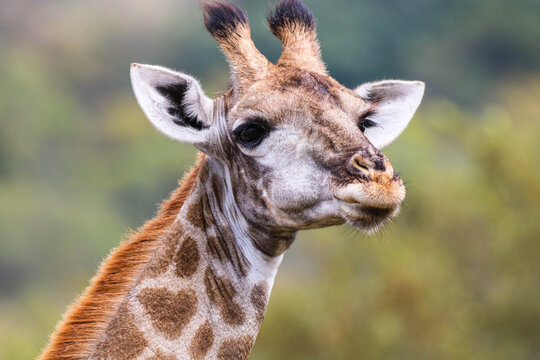 Giraffe im Mabalingwe Nationalpark in S&uuml;dafrika