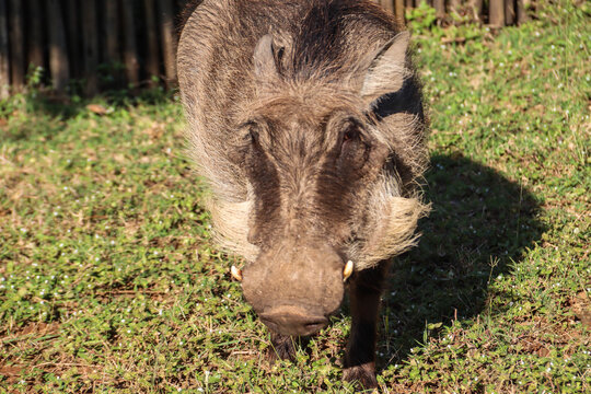 Warzenschwein im Pilanesberg Nationalpark in S&uuml;dafrika