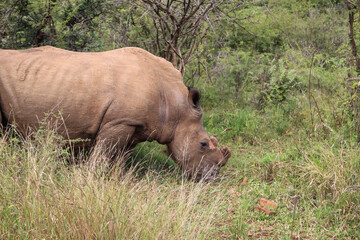 Fototapeta premium Nashorn im Pilanesberg Nationalpark in Südafrika