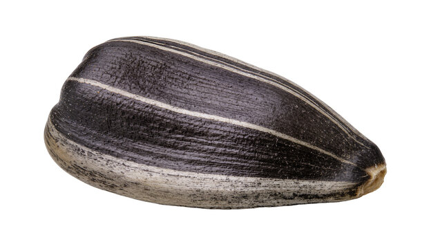 Single striped sunflower seed with textured shell, isolated on transparent background