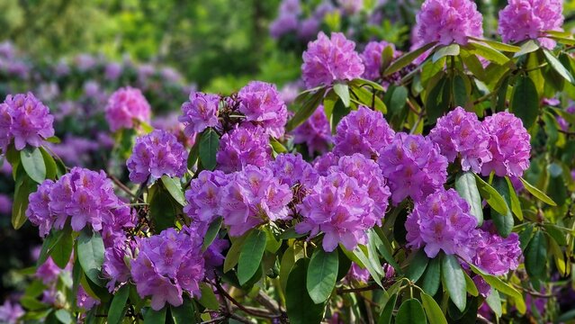 Rhododendron bushes with purple flowers, blooming in the garden.