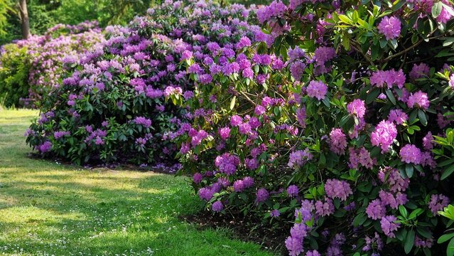 Rhododendron bushes with purple flowers, blooming in the garden.